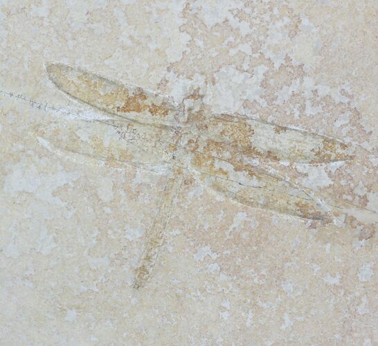 Fossil Dragonfly (Tharsophlebia) - Solnhofen Limestone #63373